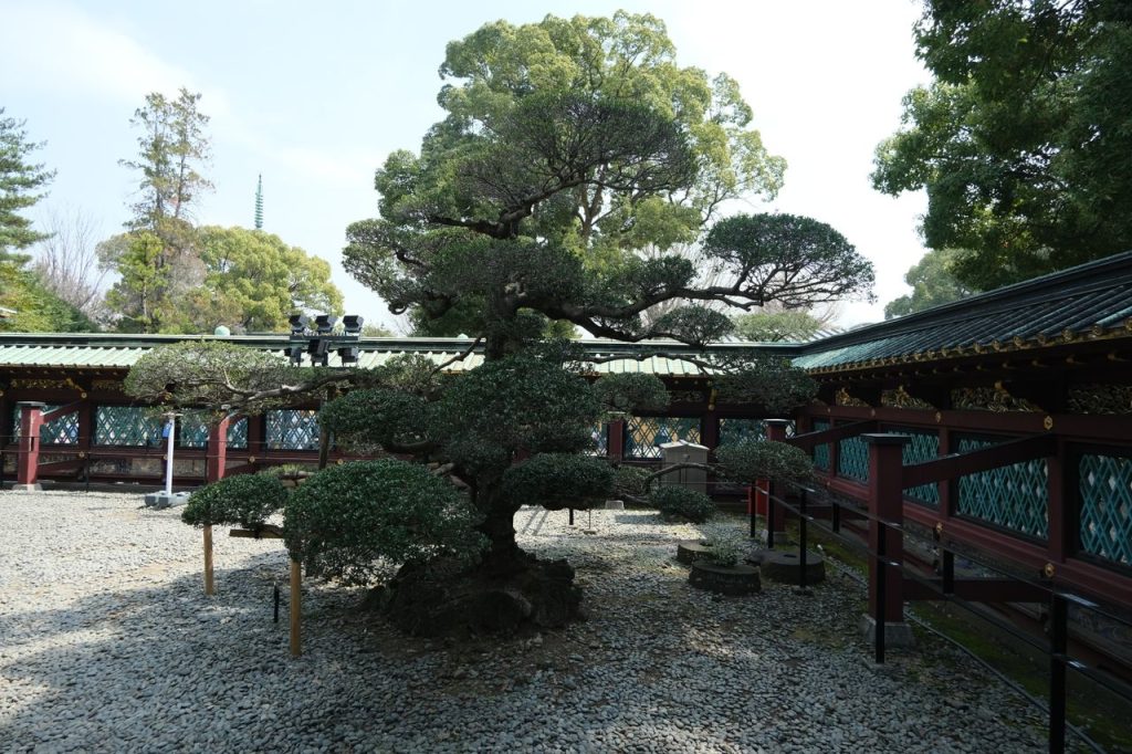 A tranquil Japanese garden featuring a beautifully shaped bonsai tree.